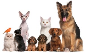 Group of pets: dog, cat, bird, rabbit